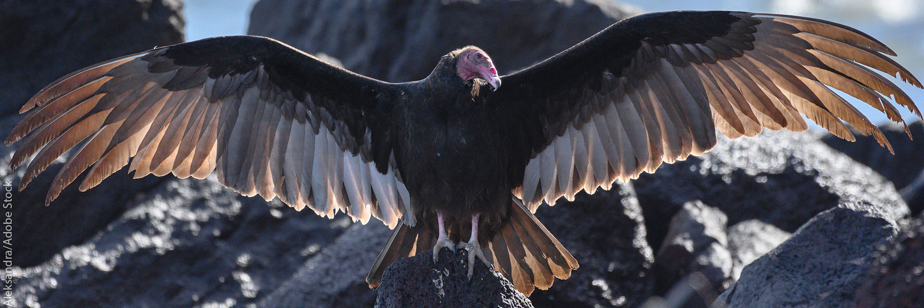 perched condor with wings spread