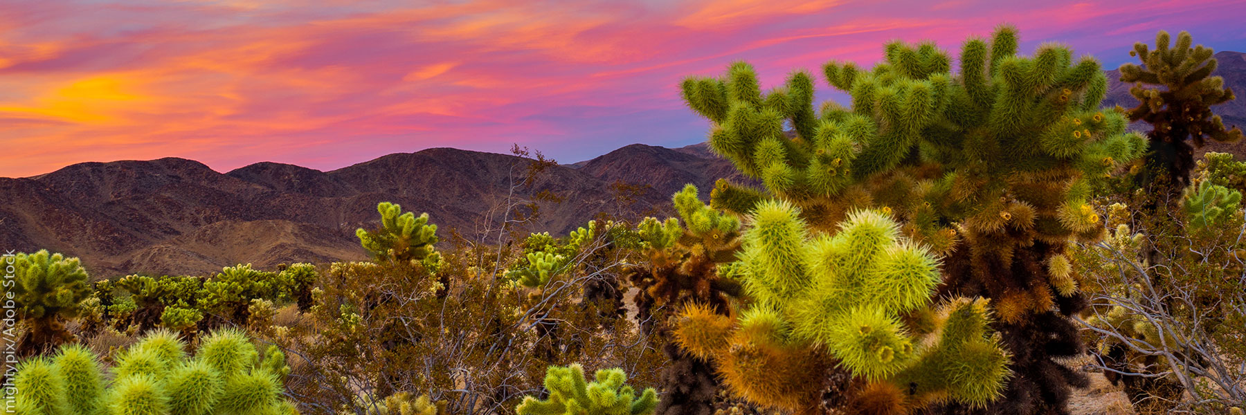 arid hills and Joshua trees below colorful sunset