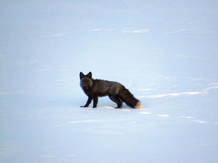 A fox with black fur and a white-tipped tail stands in a snowy mountain landscape.