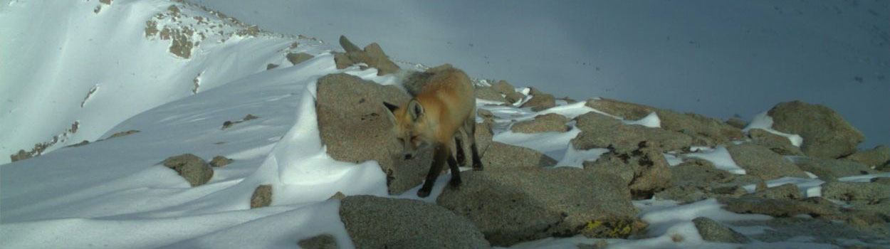 A red fox walking between snow-covered boulders