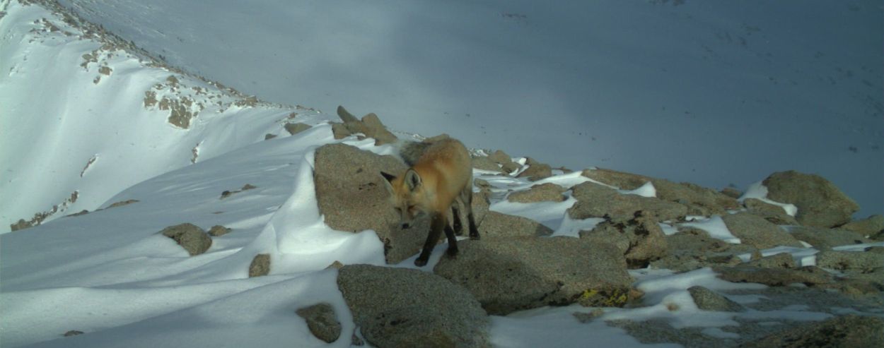 A red fox walking between snow-covered boulders