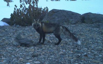 A red fox with dark pelage and a white-tipped tailra