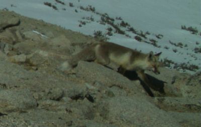 fox with gray and beige fur, a white tail-tip and black legs walking between boulders with snow in the background