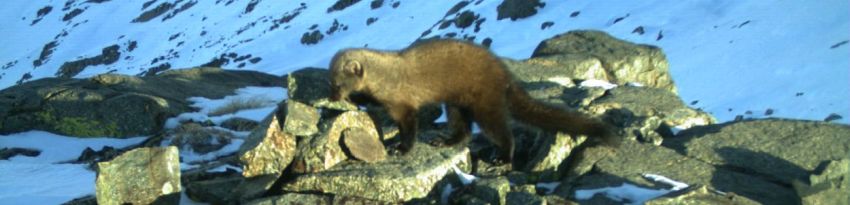 large, brown weasel-like creature sniffs at a rock