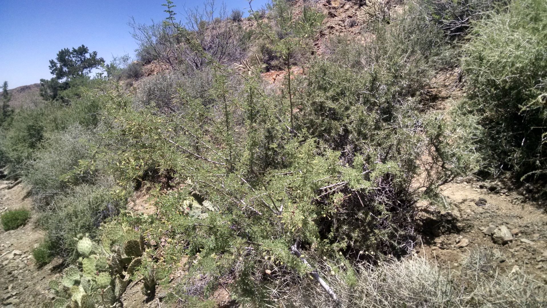 Catclaw acacia is a thorny bush with small green leaves and gnarled, grey bark.