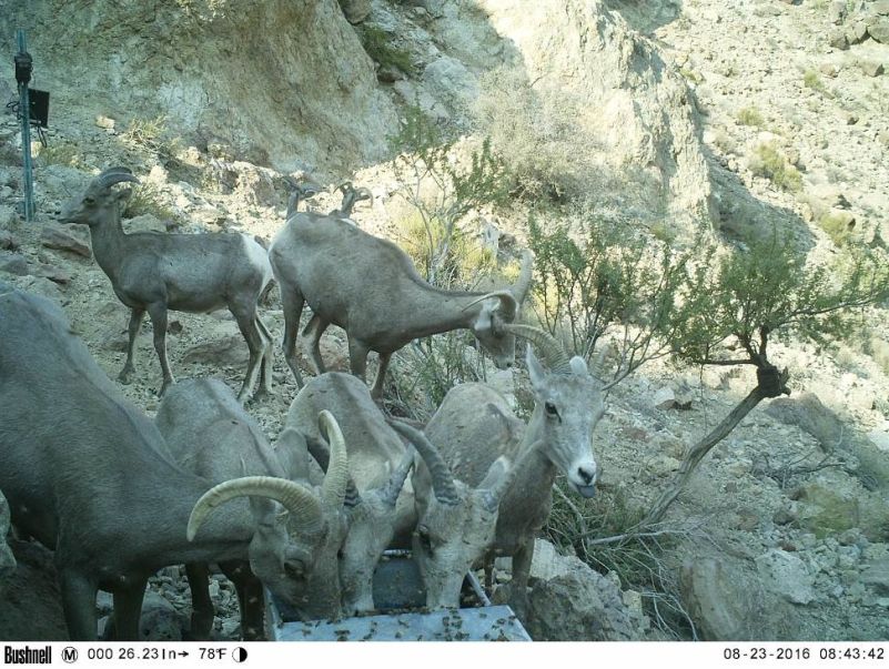 Four ewes drink from a metal drinker box in the Newberry Mountains. One of the ewes is sticking its tongue out.