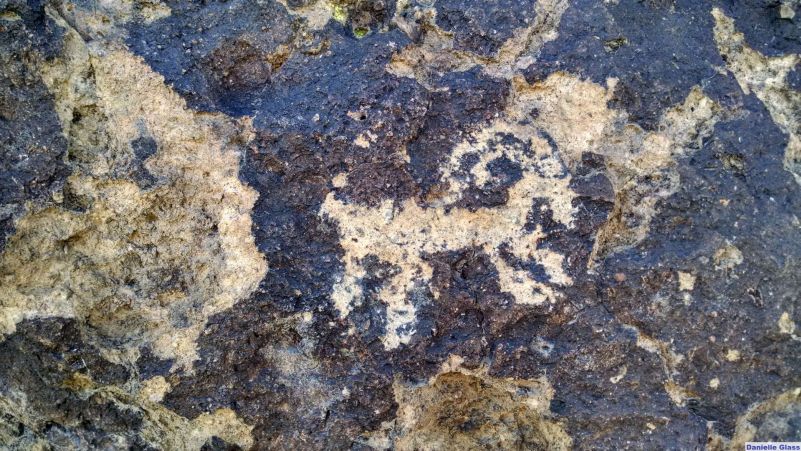 petroglyph of a bighorn sheep