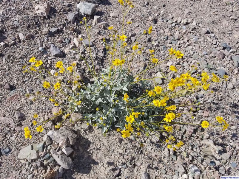 Brittlebush is a small plant, with leaves close to the ground and flower ballooning on long stems to approximately one foot off the ground.