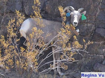 A bighorn ewe wears a GPS satellite collar, a VHF collar, and two colored ear tags - link open in new window.