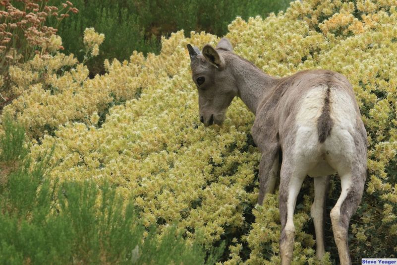 A bighorn lamb chows down on a field of small, delicate flowers.