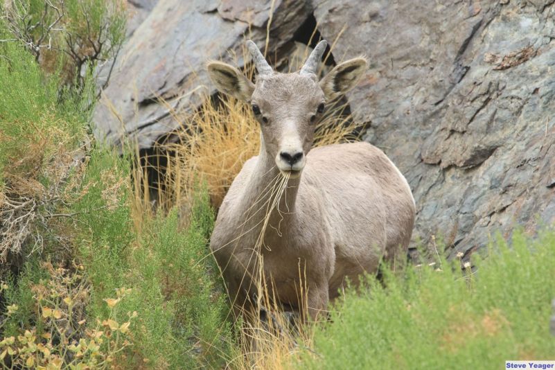 A bighorn ewe with long strands of grass sticking out of her mouth.