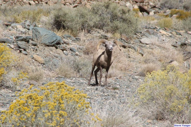 A bighorn ram curls its lips - a behavior used to sniff ewes in estrous