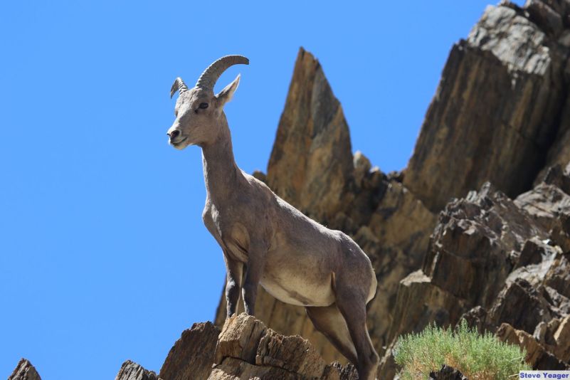 a desert bighorn ewe atop a rocky outcropping