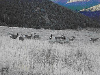 Mule deer group foraging in 2009 treatment area, Slinkard/Little Antelope Valley Wildlife Area