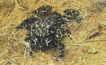 Black toad pair in pond with grassses, Deep Springs