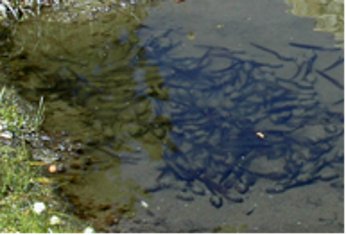 Mountain yellow-legged frog tadpoles in a small Sierra pond