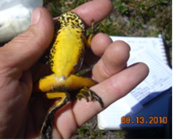 Sierra mountain yellow legged frog in hand
