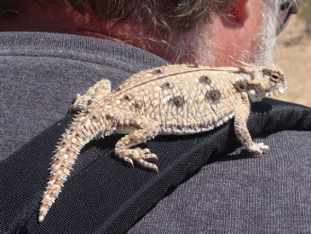 Flat-tailed horned lizard riding on person's shoulder