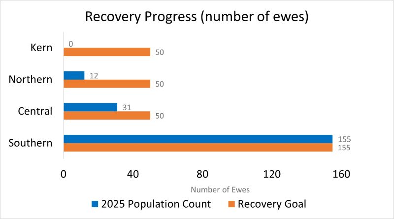 Sierra bighorn recovery progress - number of ewes