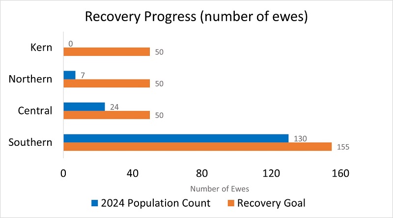 Sierra bighorn recovery progress - number of ewes