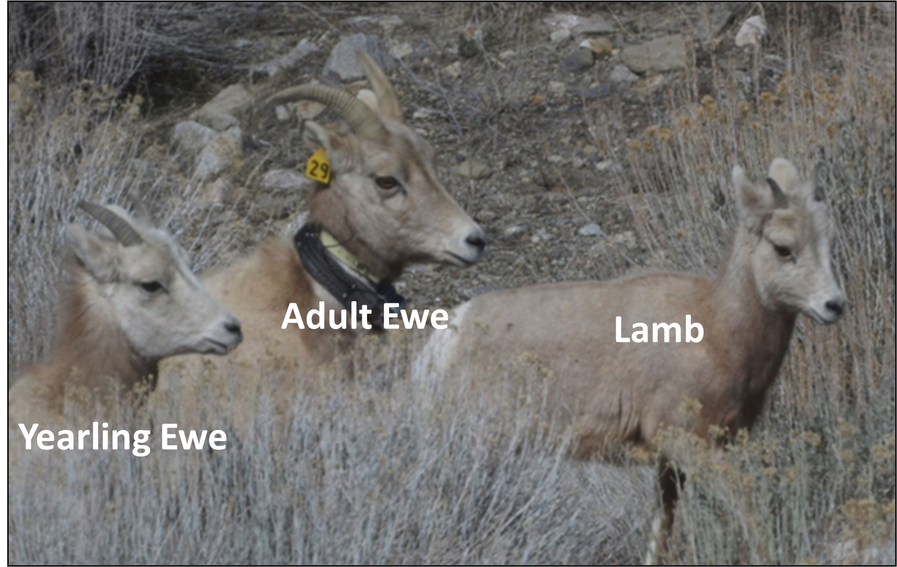 Sierra bighorn ewes