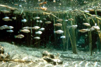Underwater view of school of Owens pupfish