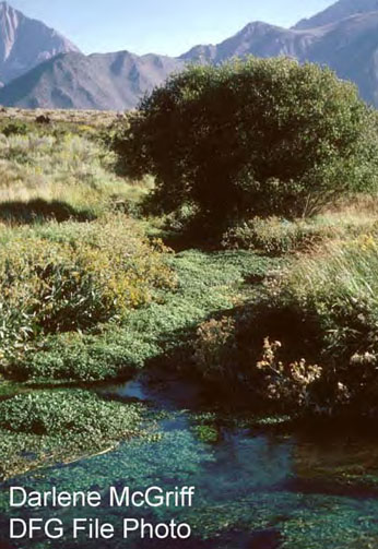 Typical Owens tui chub habitat