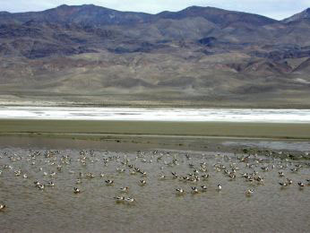 Avocets using a portion of Owens Lake