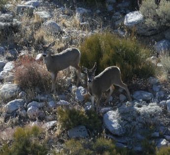 Mule Deer browsing