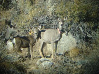 Mule Deer in Round Valley - Doe and fawn collared