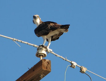Osprey on telephone pole