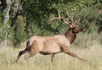 elk running through meadow
