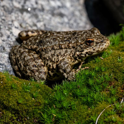 Frog sitting on wet grass on rock outdoors