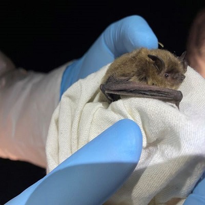 Small bat in gloved hand