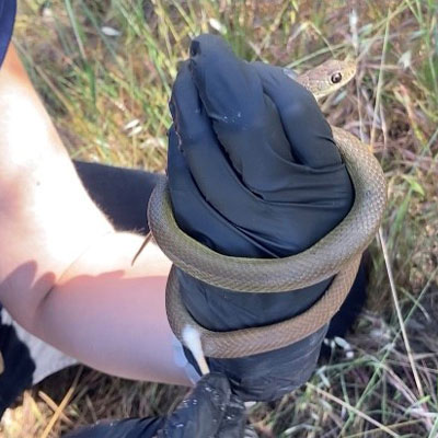 Small striped snake in gloved hand outdoors