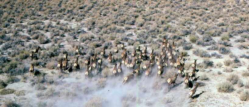 herd of elk running across landscape dotted with small shrubs