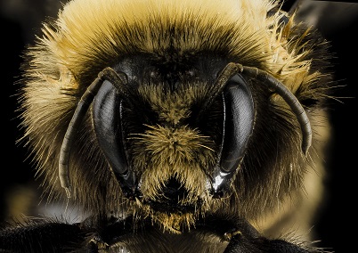 close-up of bumble bee face