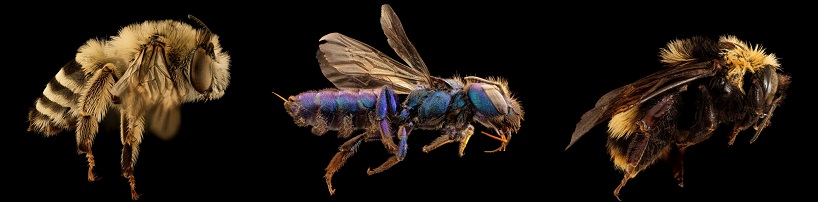 close-ups of three bees: the first bee is black and yellow, the middle bee is blue, and the third bee is black and yellow