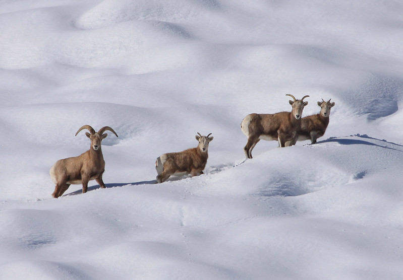  bighorn sheep walkin in deep snow