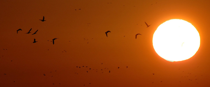ducks flying across sunset