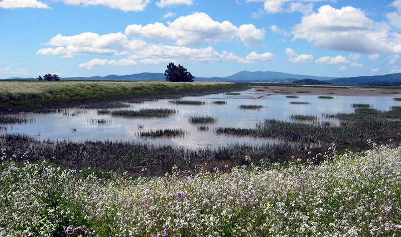 Restored wetland at Sears Point