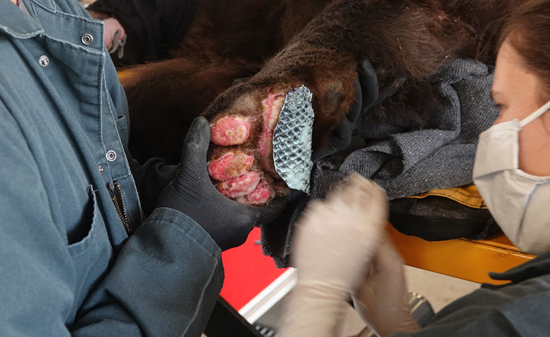 CDFW staff member sutures sterilized tilapia skins on to a bear’s burned paw pads
