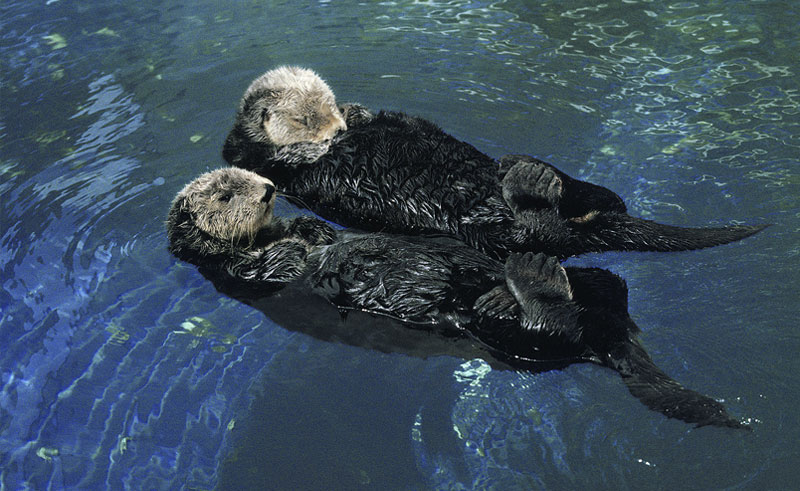 two otters on their back floating on water