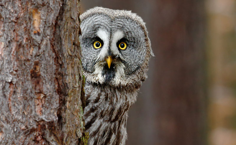 owl peeking around trunk of tree