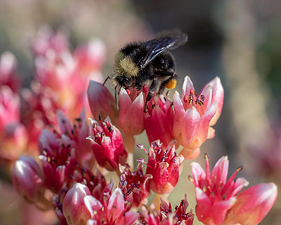 Making Discoveries (female bumble bee visiting a population of Red Mountain stonecrop discovered in 2023