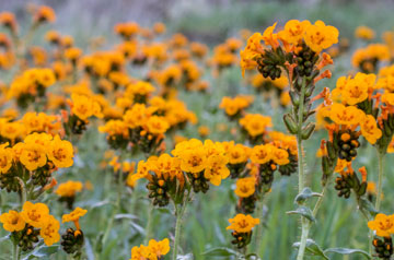 yellow flowers in field - click to go to tax-donation page