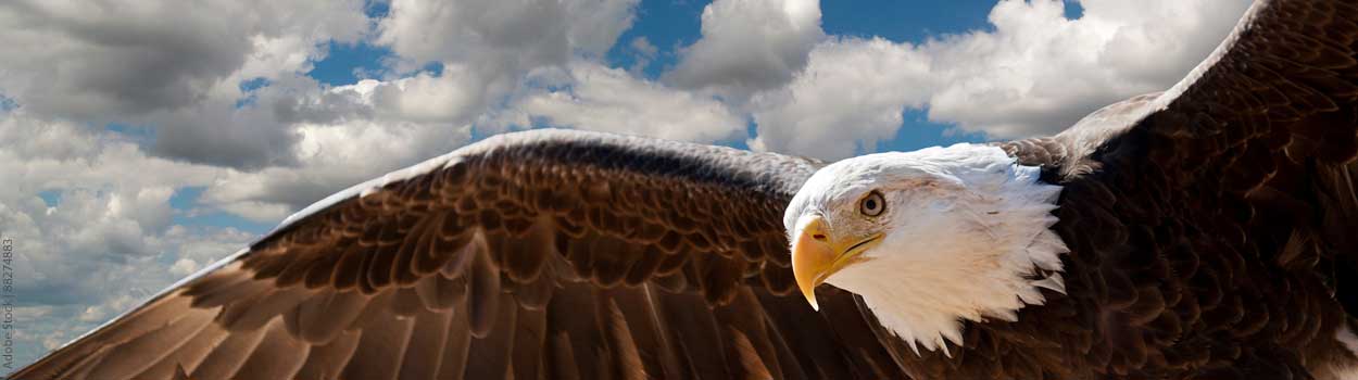 bald eagle soaring