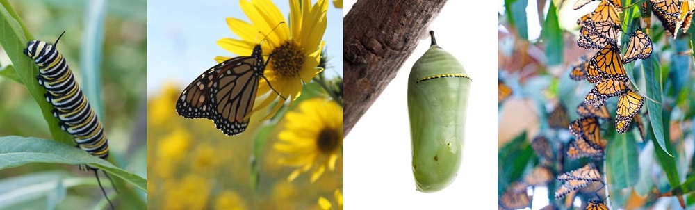 four photos of the monarch life stages: caterpillar, adult on a yellow flower, chrysalis, and clustered overwintering adults