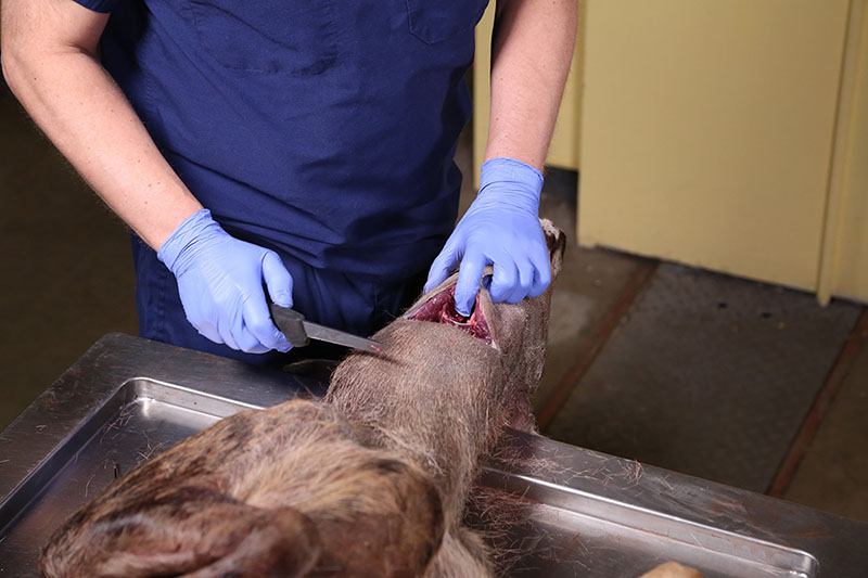 A person sampling a deer carcass for CWD. The deer carcass is on it's back with an incision through the trachea just behind the larynx with and the sampler has a knife in one hand and a finger in the trachea.