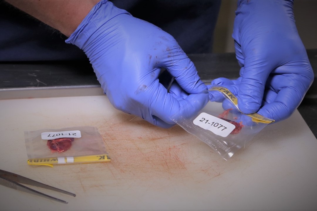 Image of a cutting board with 2 CWD sample bags containing lymph nodes and a pair of hands demonstrating how to properly close the sample bags.